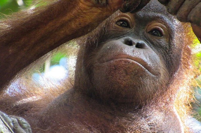 Day Trip Sepilok Orang-utan And City Tour (Flight Excluded) - Sim-Sim Water Village and Sandakan’s coastal character