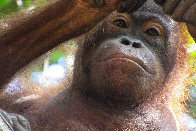 Day Trip Sepilok Orang-utan And City Tour (Flight Excluded) - Memorial Park and the limits of the afternoon schedule