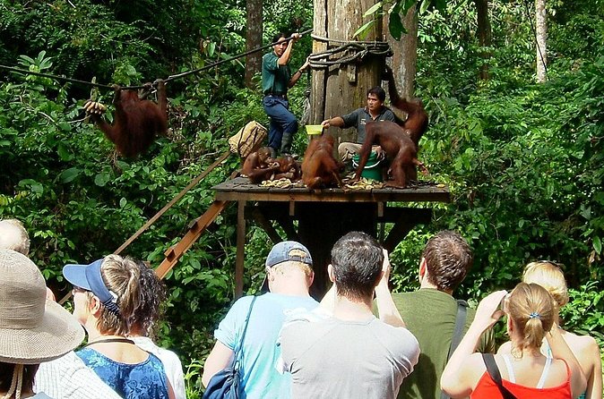 Day Trip Sepilok Orang-utan And City Tour (Flight Excluded) - Is $118.80 good value?