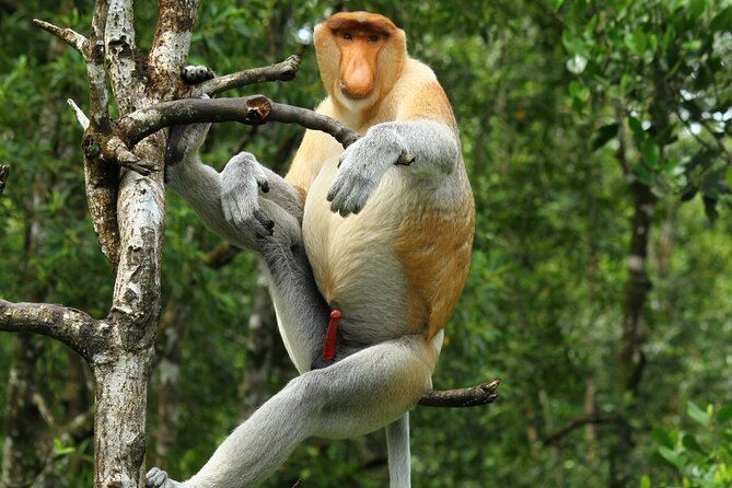 Day Trip Sepilok Orang Utan & Proboscis Monkey (Flight Excluded) - Key points to know before booking