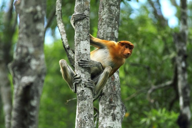 Day Trip Sepilok Orang Utan & Proboscis Monkey (Flight Excluded) - The 4:30 a.m. start and flight planning