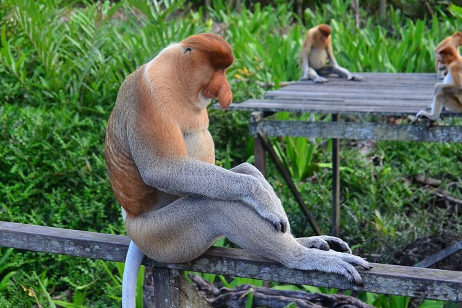 Day Trip Sepilok Orang Utan & Proboscis Monkey (Flight Excluded) - The Bornean Sunbear Conservation Center