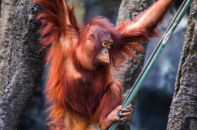 Day Trip Sepilok Orang Utan & Proboscis Monkey (Flight Excluded) - Lunch and the value of the $176 price