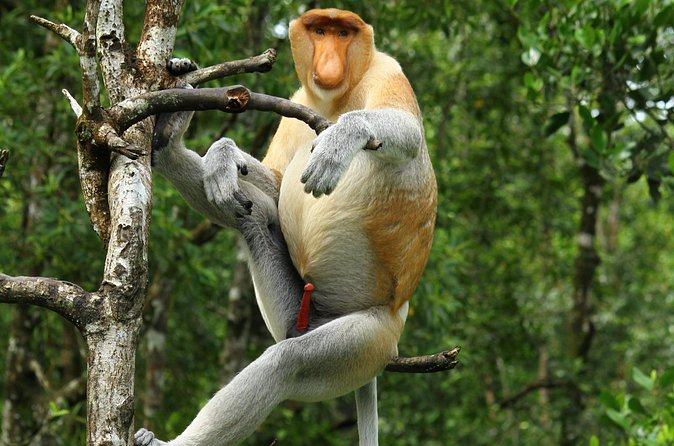 Day Trip Sepilok Orang Utan & Proboscis Monkey (Flight Excluded) - The main drawbacks to weigh carefully