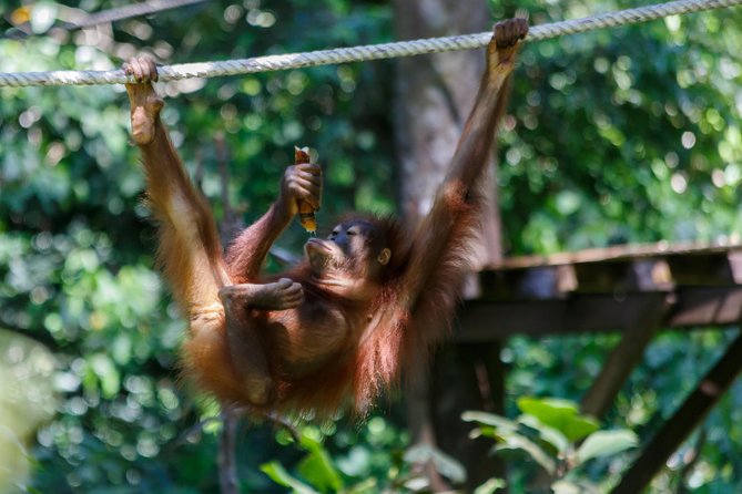Day Trip Sepilok Orang Utan & Proboscis Monkey (Flight Excluded) - Sepilok and the orangutan feeding platform