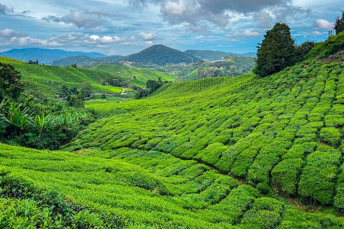 Elevate Your Senses: A Day of Wonders in Cameron Highlands! - Key details to know before booking