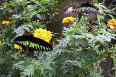 Elevate Your Senses: A Day of Wonders in Cameron Highlands!