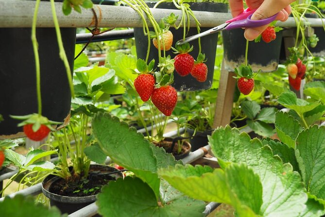 Elevate Your Senses: A Day of Wonders in Cameron Highlands! - How the day’s value adds up