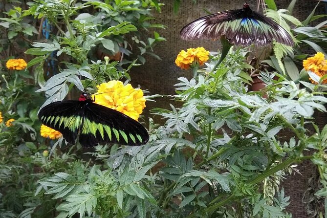Elevate Your Senses: A Day of Wonders in Cameron Highlands! - Butterflies, insects, and a quick first stop