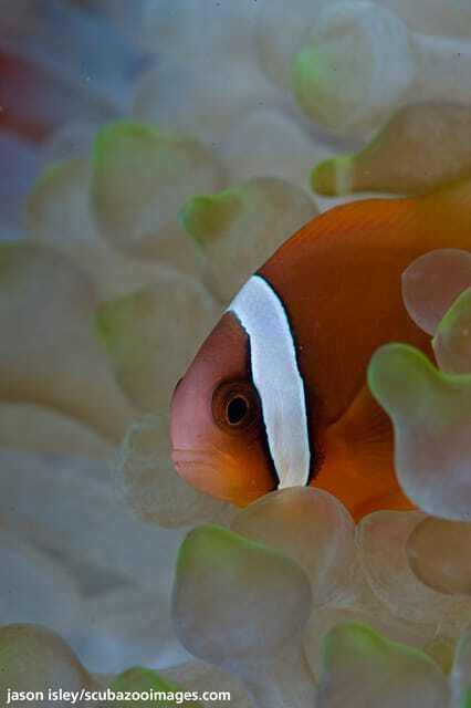 Enjoy 3 Fun Dives in Kota Kinabalu | Certified Divers - From Kota Kinabalu to Sabah’s coral waters