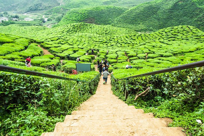 Explore Cameron Highlands: Full-Day Tour with Scenic Batu Caves - Lata Iskandar Waterfall and the road into the hills