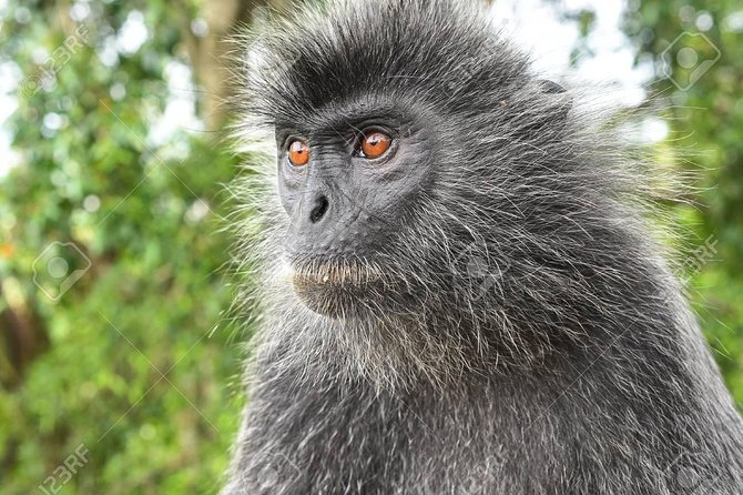 Fireflies Cruise with Batu Cave Visit and Seafood Dinner - Melawati Hill, sea views, and silver leaf monkeys