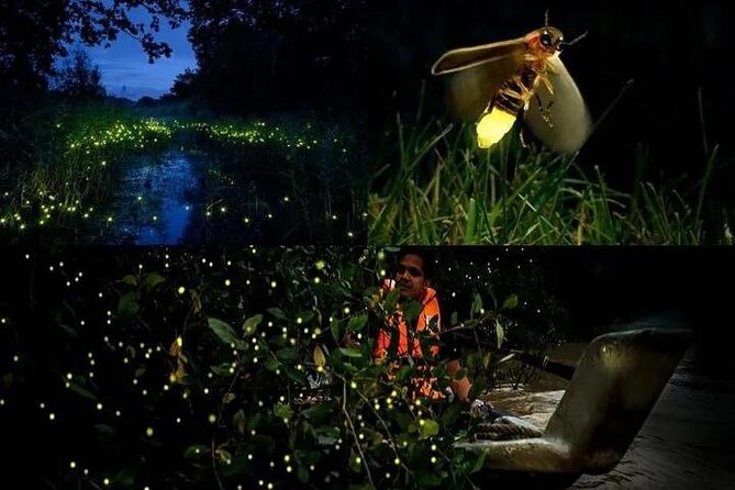 Fireflies & Silver leaf monkey Gazing tour - Key things to know before booking