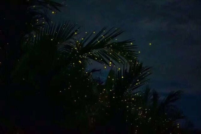Fireflies & Silver leaf monkey Gazing tour - Why the fireflies are worth the trip from Kuala Lumpur