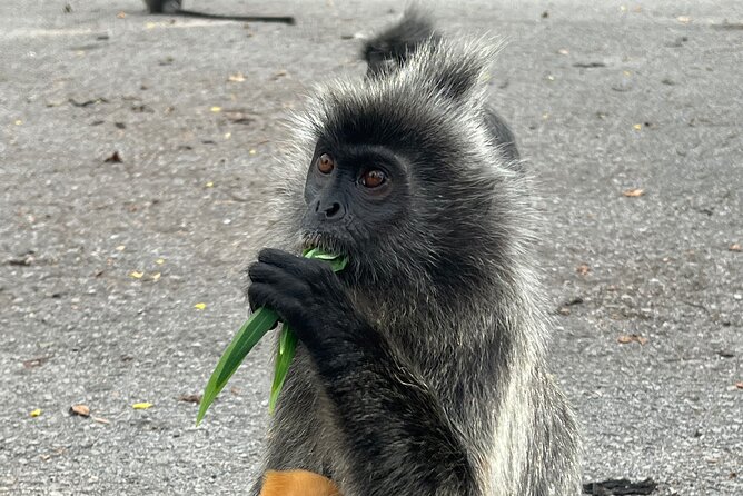 Fireflies & Silver leaf monkey Gazing tour - Sri Shakti Temple, a short but worthwhile stop