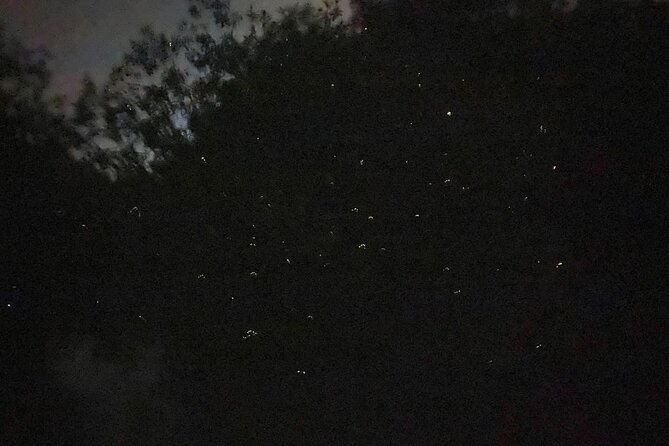 Fireflies & Silver leaf monkey Gazing tour - Bukit Melawati and the silver leaf monkeys