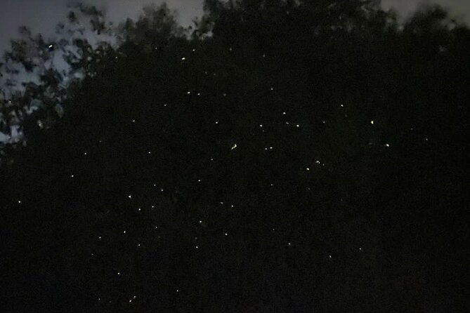 Fireflies & Silver leaf monkey Gazing tour - Dinner at the fishing village costs extra