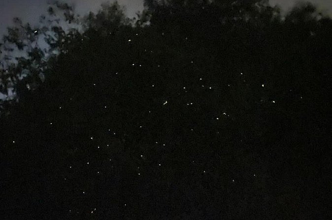 Fireflies & Silver leaf monkey Gazing tour - The guide can make or break the evening
