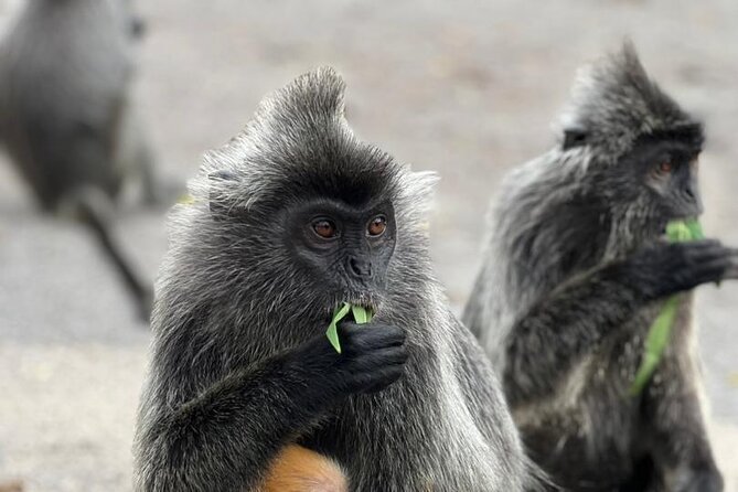 Fireflies & Silver leaf monkey Gazing tour - The 4pm departure and the long road west