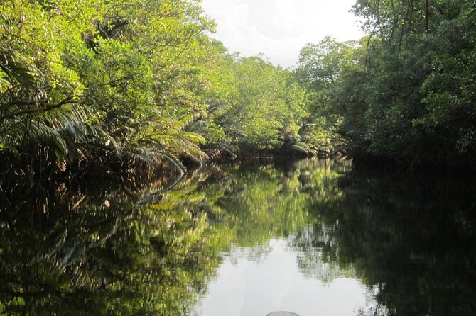 Fireflies Tour in Cherating - Seeing Cherating’s Fireflies After Dark