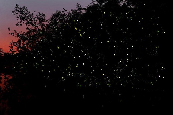 Firefly Tour Johor Bahru@Kota Tinggi Firefly Park - Why the Johor River Fireflies Matter