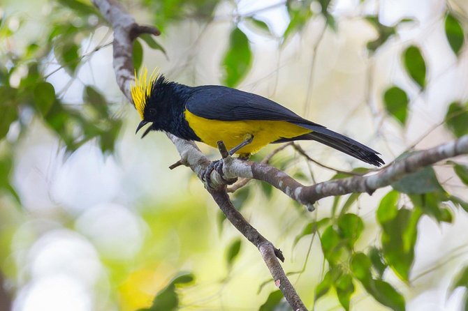 Fraser's Hill Bird-Watching & Nature Sightseeing Tour from Kuala Lumpur - Why Fraser’s Hill Works as a Kuala Lumpur Day Trip