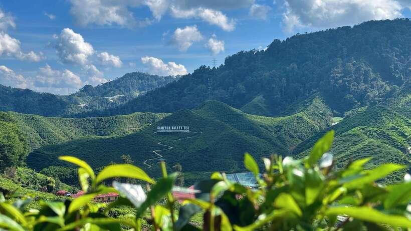 From Kuala Lumpur: Cameron Highlands Day Tour with Lunch - Key points at a glance