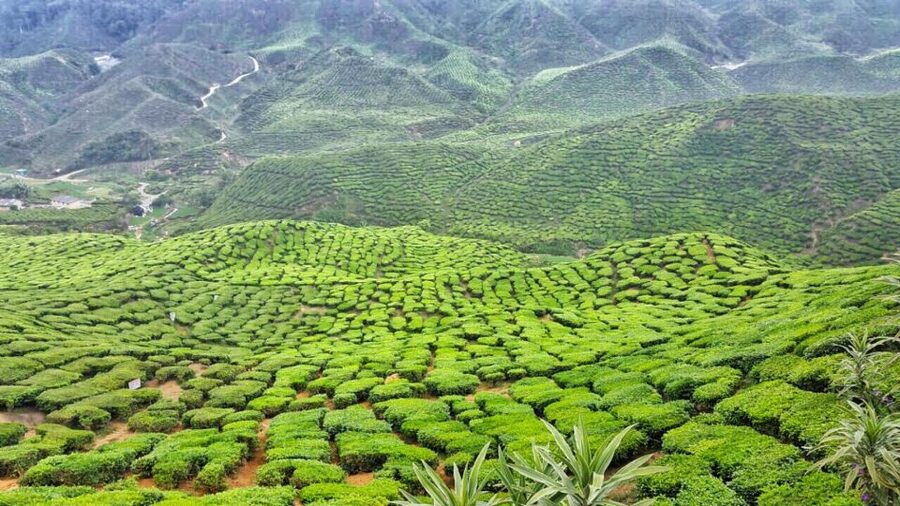 From Kuala Lumpur: Cameron Highlands Day Tour with Lunch - Who should book this tour