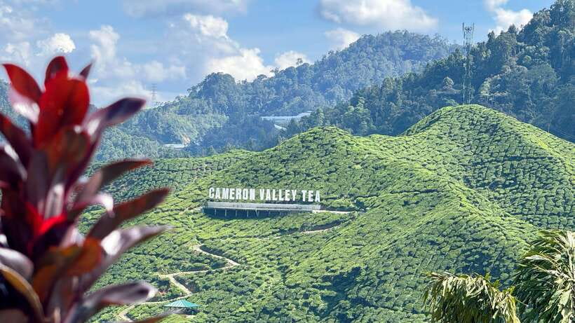From Kuala Lumpur: Cameron Highlands Day Tour with Lunch - The mountain road and Ladang Soon Cheong