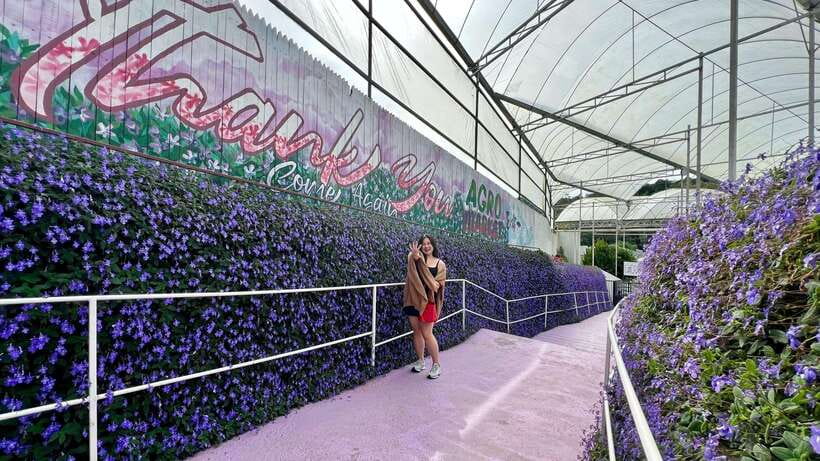 From Kuala Lumpur: Cameron Highlands Day Tour with Lunch - Starting early from Kuala Lumpur