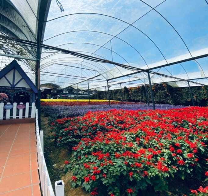 From Kuala Lumpur: Cameron Highlands Day Trip with Transfers - Bharat Tea Farm and the best views of the day