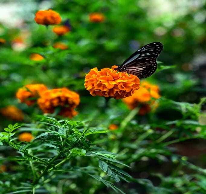 From Kuala Lumpur: Cameron Highlands Day Trip with Transfers - Roses, strawberries, and the pleasure of picking your own