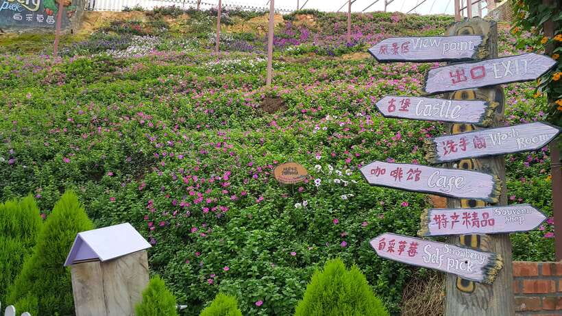 From Kuala Lumpur: Cameron Highlands Full-Day Tour - Key points to know before booking