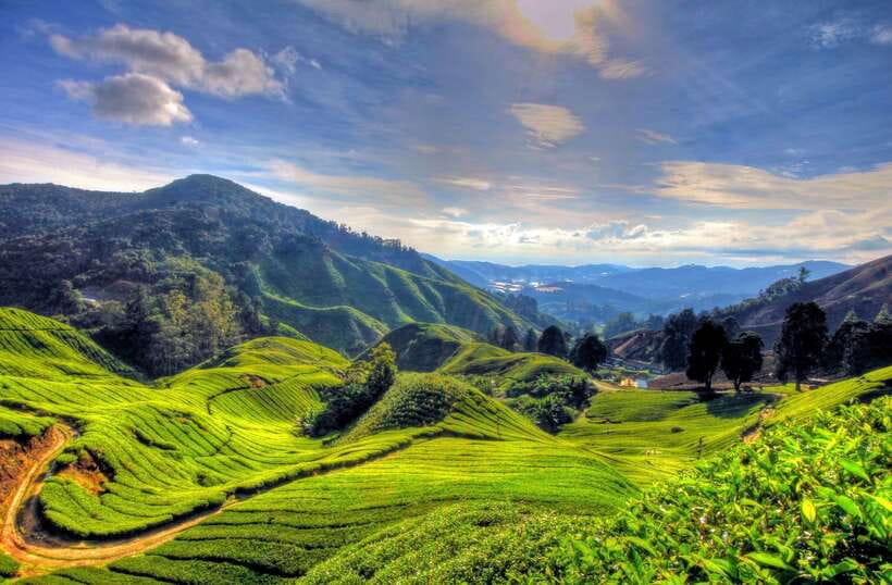From Kuala Lumpur: Cameron Highlands Full-Day Tour - Why Cameron Highlands works as a day trip