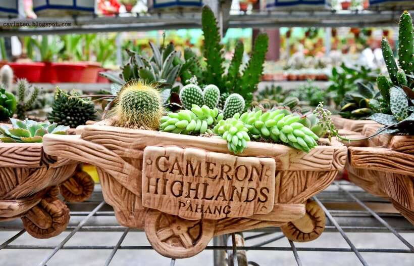 From Kuala Lumpur: Cameron Highlands Full-Day Tour - Rose Valley and the garden stops