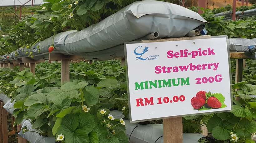 From Kuala Lumpur: Cameron Highlands Full-Day Tour - How much driving should you expect?