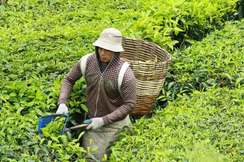 From Kuala Lumpur: Cameron Highlands Full-Day Tour - The driver can make or break the day
