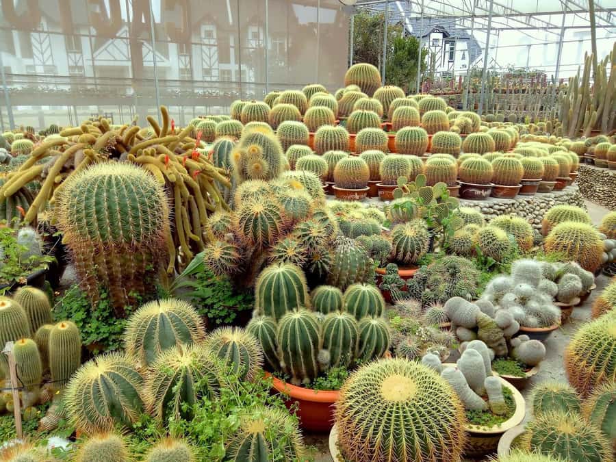 From Kuala Lumpur: Cameron Highlands Private or Join In Tour - Key points to know before booking
