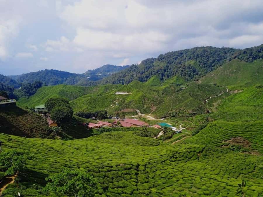 From Kuala Lumpur: Cameron Highlands Private or Join In Tour - Why this day trip works from Kuala Lumpur