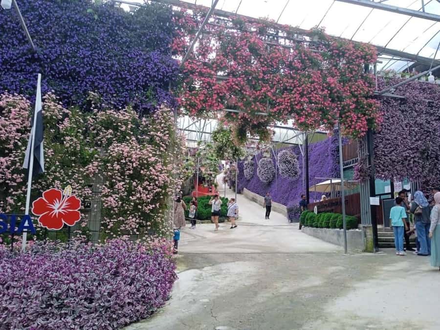 From Kuala Lumpur: Cameron Highlands Private or Join In Tour - Cameron Valley puts tea at the center of the day
