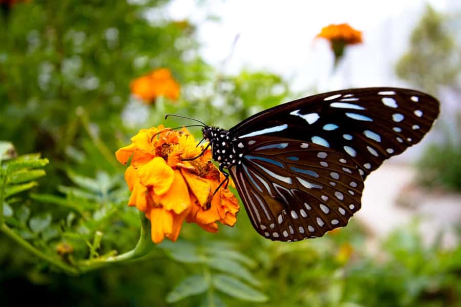 From Kuala Lumpur: Cameron Highlands Private or Join In Tour - Flora Park brings the biggest photo stop