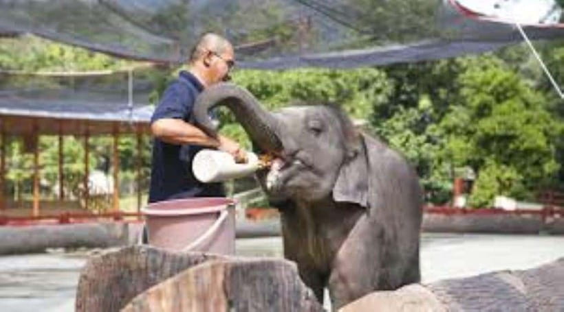 From Kuala Lumpur: Elephant Sanctuary Guided Tour - The road from Kuala Lumpur to Pahang
