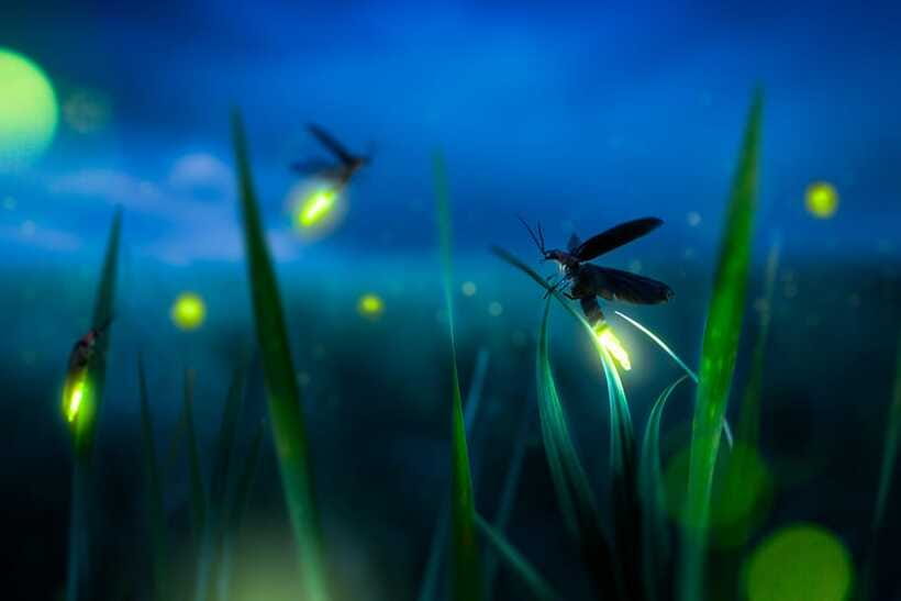 From Kuala Lumpur: Fireflies Tour and Seafood Dinner - What makes the guide important