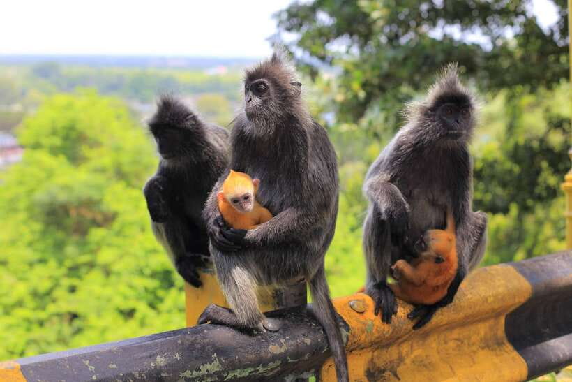 From Kuala Lumpur: Fireflies Tour and Seafood Dinner - Bukit Melawati and the hilltop fort