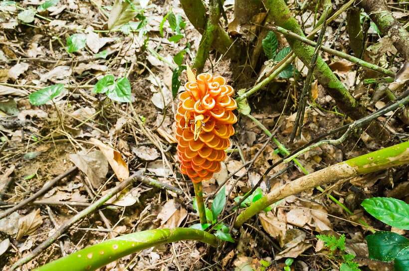 From Kuala Lumpur: Full-Day Taman Negara National Park - Why the long ride to Taman Negara can be worthwhile