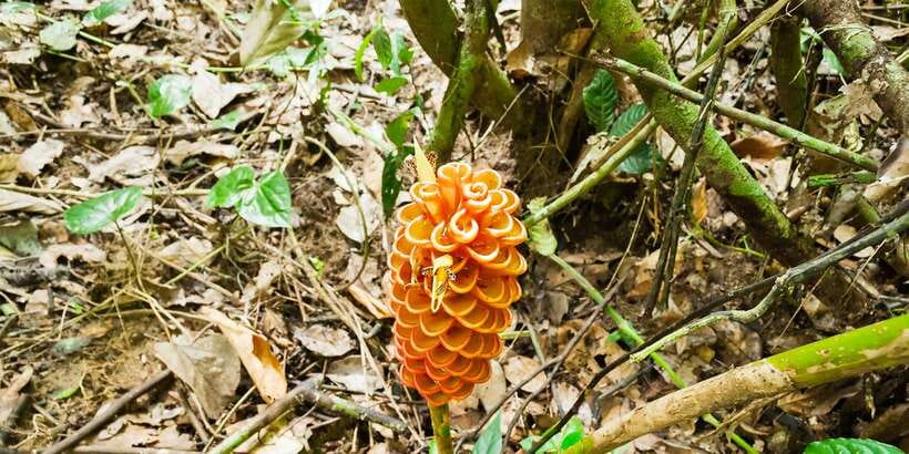 From Kuala Lumpur: Full-Day Taman Negara National Park - The Orang Asli visit and traditional hunting skills