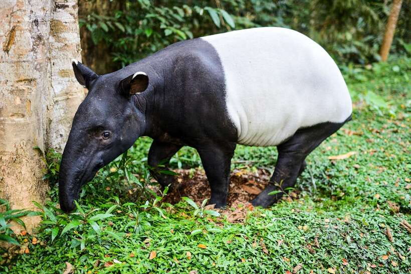 From Kuala Lumpur: Full-Day Taman Negara National Park - Who should book this Taman Negara day trip?
