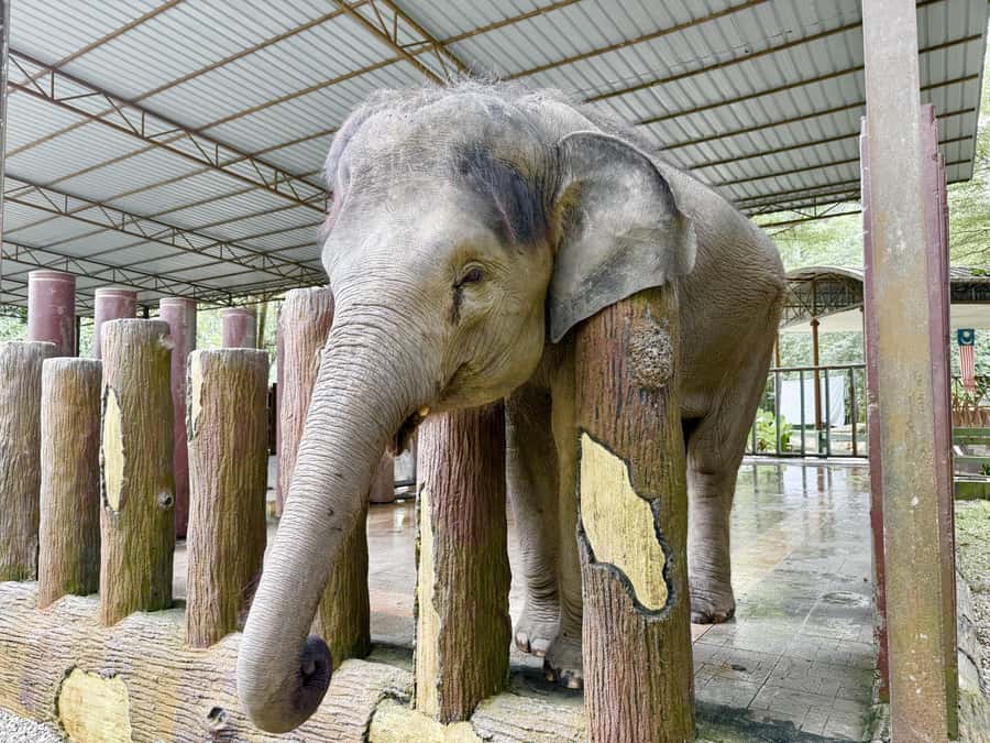 From Kuala Lumpur: Kuala Gandah Elephant Sanctuary Day Trip - Should you book the Kuala Gandah day trip?