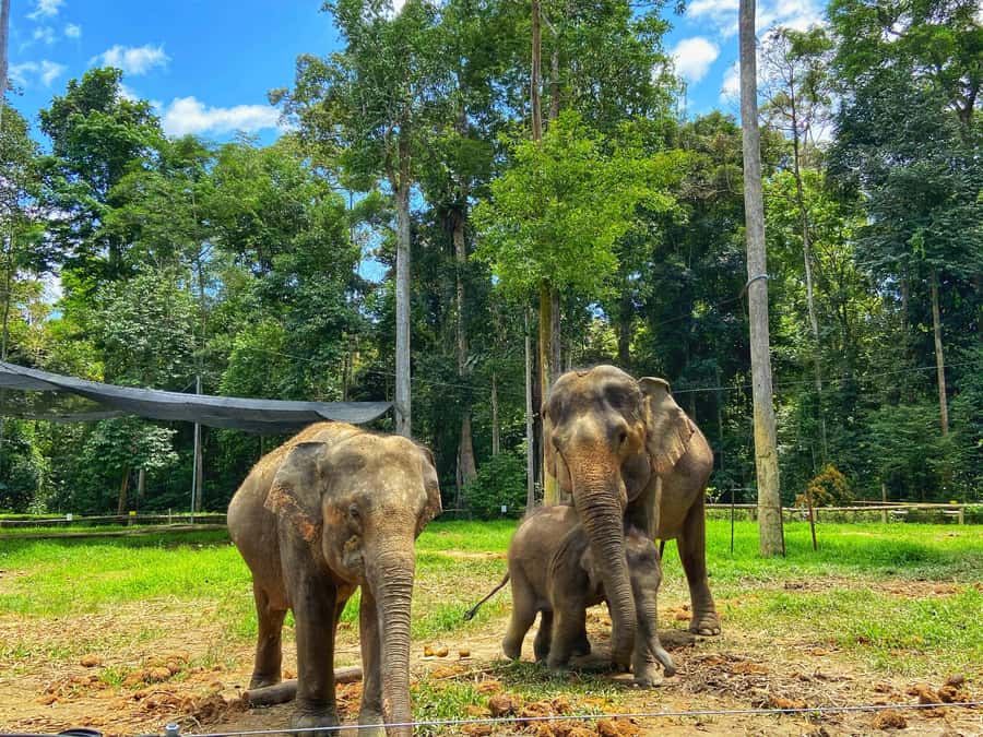 From Kuala Lumpur: Kuala Gandah Elephant Sanctuary Day Trip - Deerland Park brings a gentler animal encounter