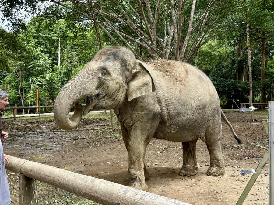 From Kuala Lumpur: Kuala Gandah Elephant Sanctuary Day Trip - What the $57 price really buys you